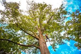 Best Tree Disease Treatment  in Irondale, GA