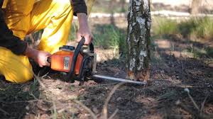 Best Tree and Shrub Care  in Irondale, GA