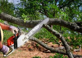 Best Commercial Tree Services  in Irondale, GA