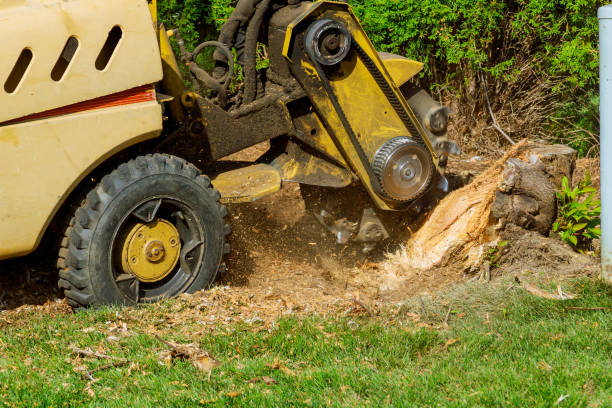 Best Emergency Tree Removal  in Irondale, GA