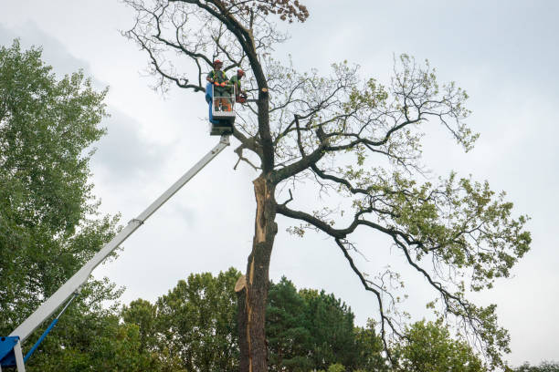 Best Fruit Tree Pruning  in Irondale, GA