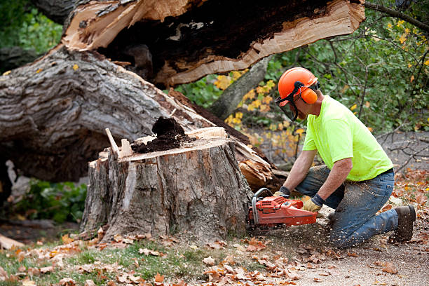 Best Tree Maintenance Programs  in Irondale, GA