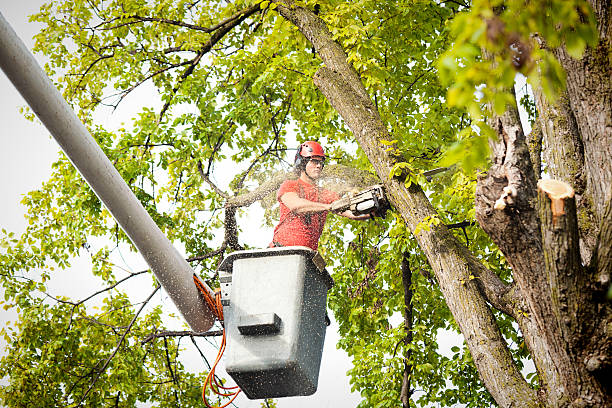 Best Emergency Tree Removal  in Irondale, GA